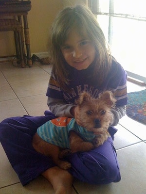 A tan Papigriffon puppy is wearing a blue shirt with an orange peace symbol on the back laying in a little girls lap who is dressed in purple.